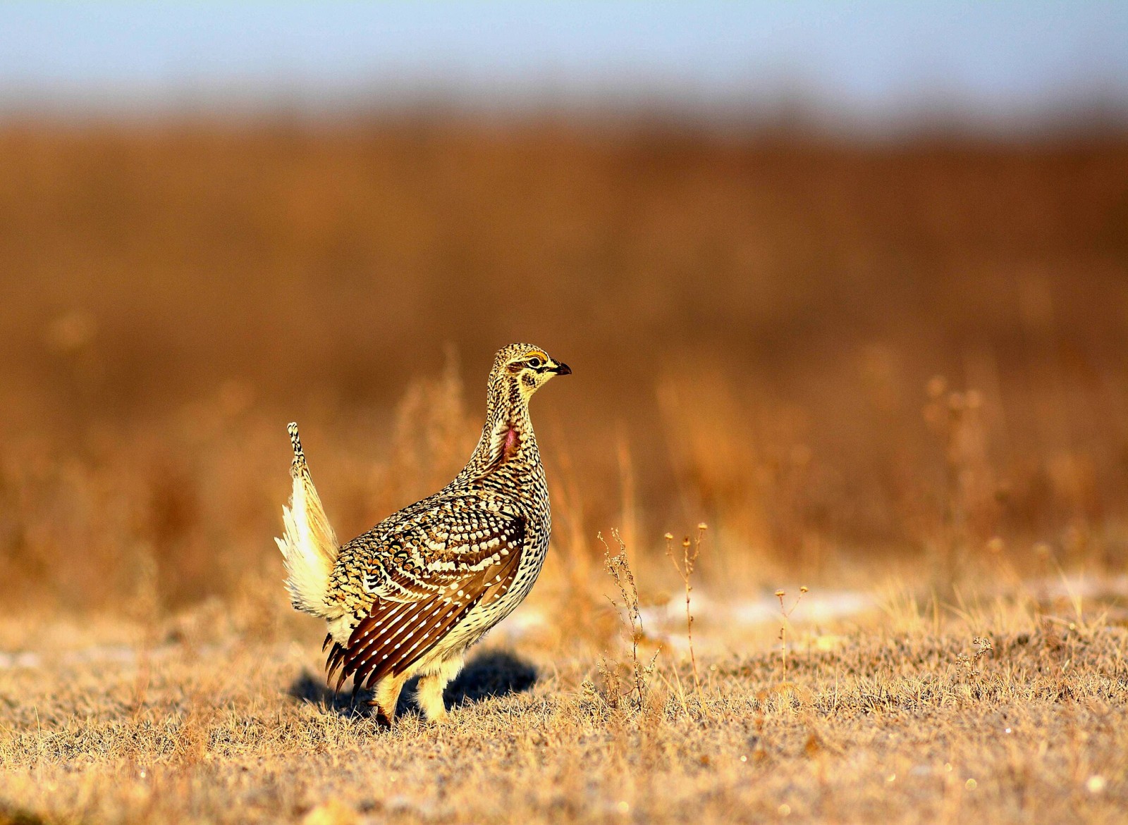 image Sharp-tailed Grouse